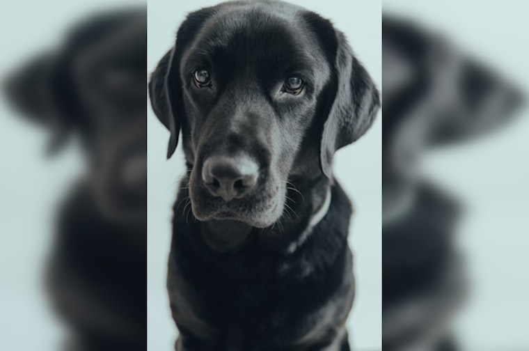 New Orleans Courthouse Dog Karissa Inspires Statewide Law for Sex-Offense Witnesses