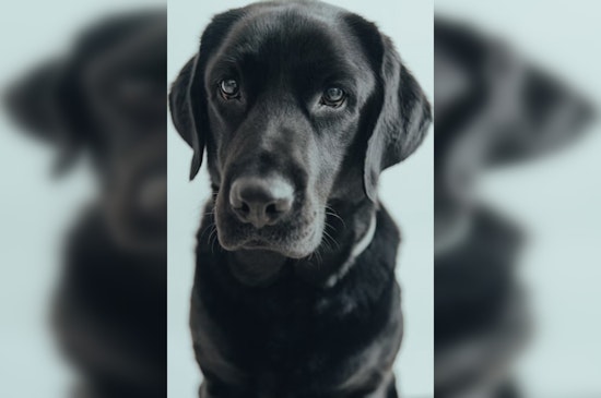 New Orleans Courthouse Dog Karissa Inspires Statewide Law for Sex-Offense Witnesses