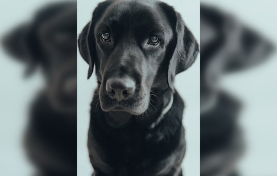 New Orleans Courthouse Dog Karissa Inspires Statewide Law for Sex-Offense Witnesses