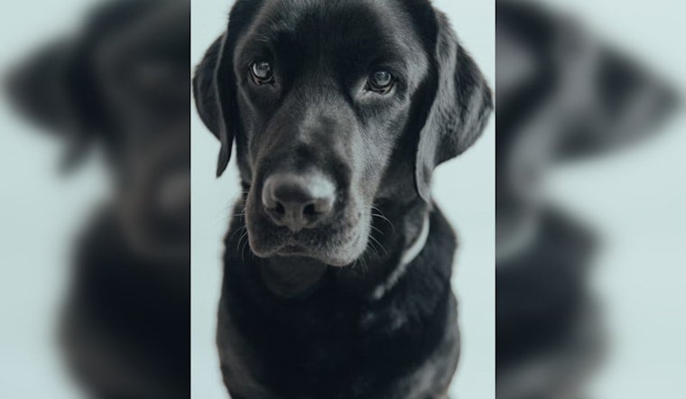 New Orleans Courthouse Dog Karissa Inspires Statewide Law for Sex-Offense Witnesses