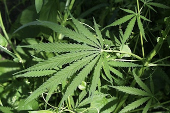 New York Lets Craft Cannabis Farms Sell at Farmers Markets, No Middlemen Needed