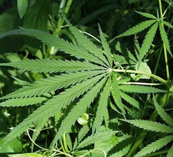 New York Lets Craft Cannabis Farms Sell at Farmers Markets, No Middlemen Needed