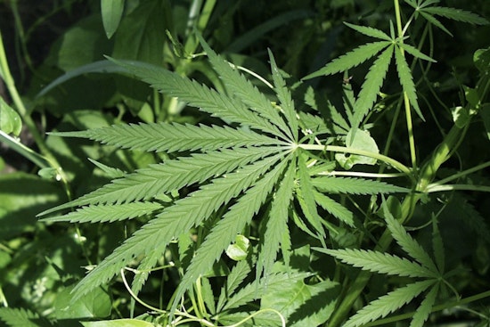 New York Lets Craft Cannabis Farms Sell at Farmers Markets, No Middlemen Needed