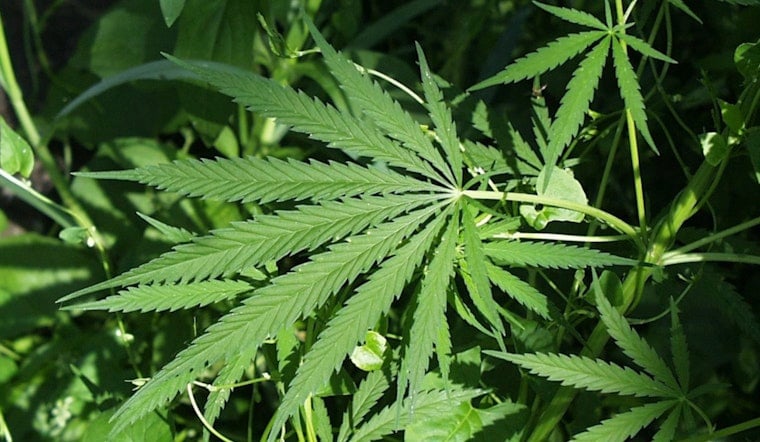 New York Lets Craft Cannabis Farms Sell at Farmers Markets, No Middlemen Needed