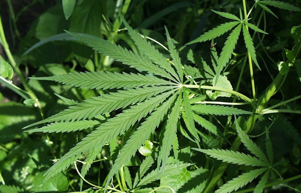 New York Lets Craft Cannabis Farms Sell at Farmers Markets, No Middlemen Needed