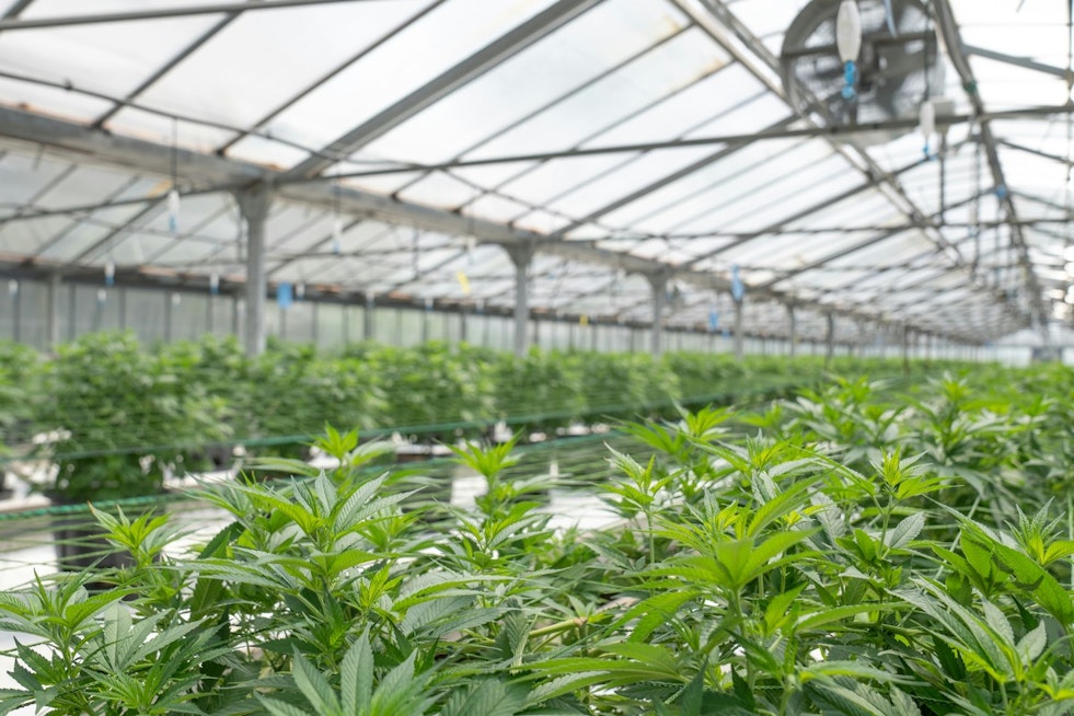 New York Weed Wage Board Bill Sparks Fears Of Price Hikes, Shop Closures