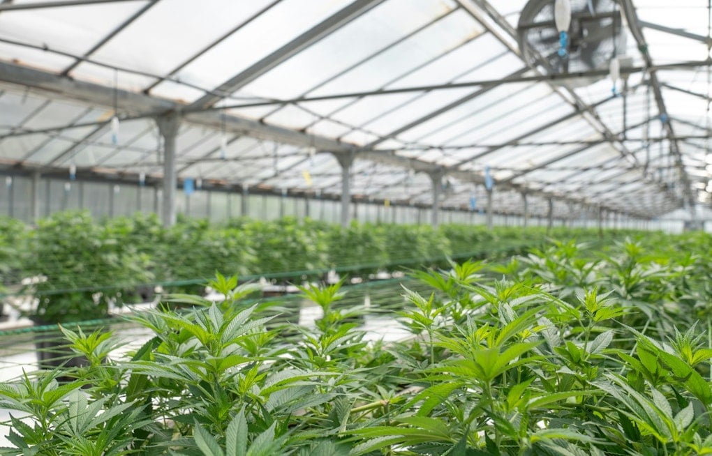 New York Weed Wage Board Bill Sparks Fears Of Price Hikes, Shop Closures