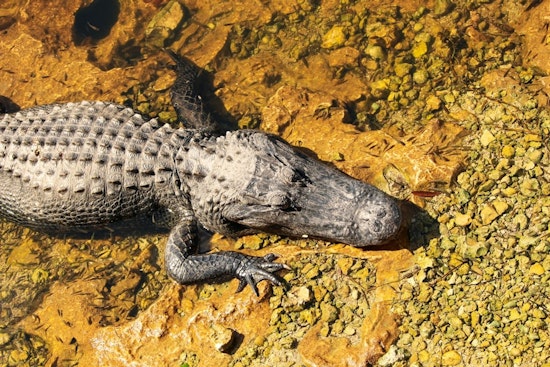 North Augusta Triathlon Coach Gouges Alligator's Eye to Escape River Attack