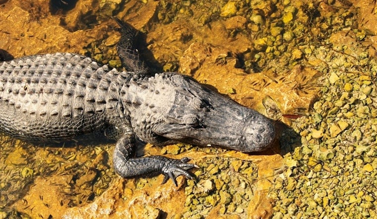 North Augusta Triathlon Coach Gouges Alligator's Eye to Escape River Attack