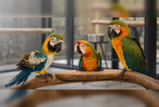 North Georgia Rescue Frees 3 Macaws From Tiny Cages, Toxic Ammonia Fumes