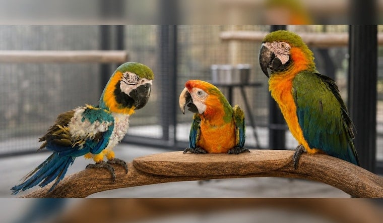 North Georgia Rescue Frees 3 Macaws From Tiny Cages, Toxic Ammonia Fumes