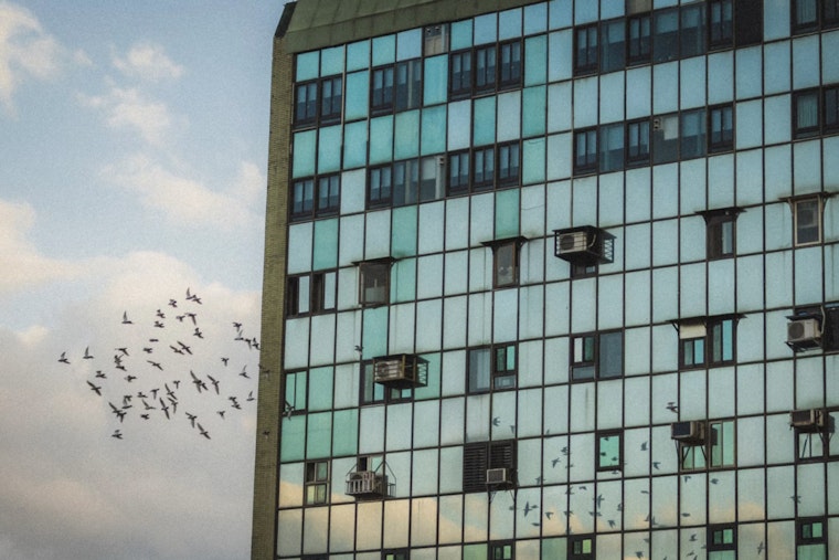 NYC Lawmakers Rally at City Hall to Force Office Towers to Dim Lights for Birds