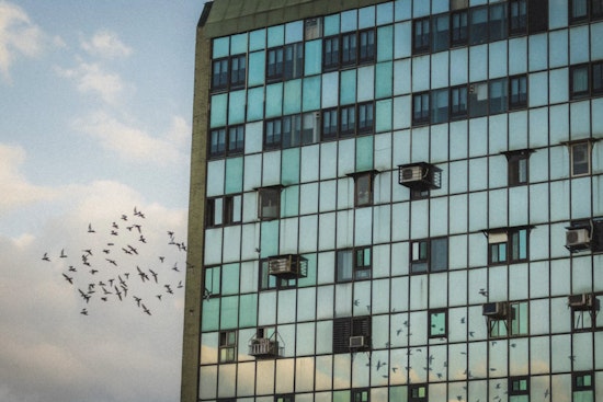 NYC Lawmakers Rally at City Hall to Force Office Towers to Dim Lights for Birds