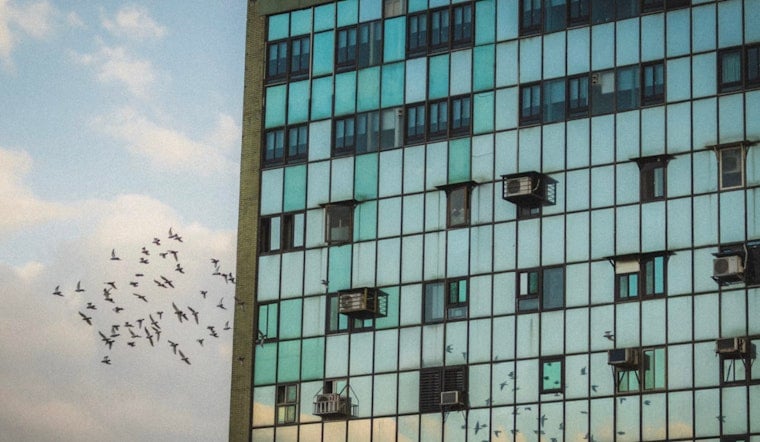 NYC Lawmakers Rally at City Hall to Force Office Towers to Dim Lights for Birds