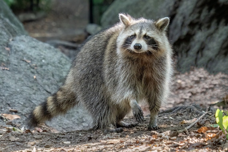 NYC Rabid Raccoon Cases Jump 57%, and Central Park Feeders Won't Stop