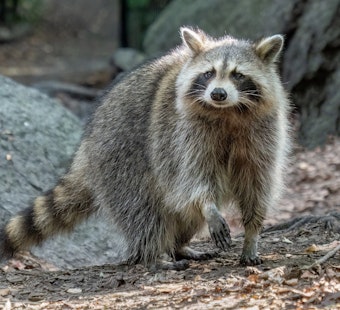 NYC Rabid Raccoon Cases Jump 57%, and Central Park Feeders Won't Stop