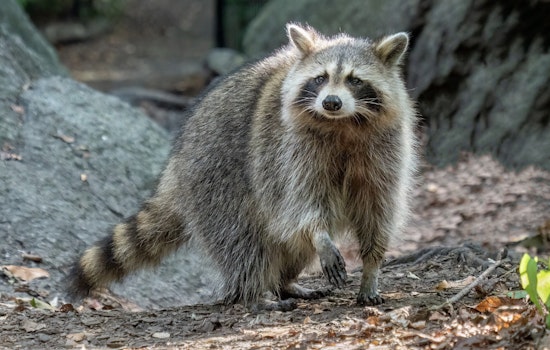 NYC Rabid Raccoon Cases Jump 57%, and Central Park Feeders Won't Stop