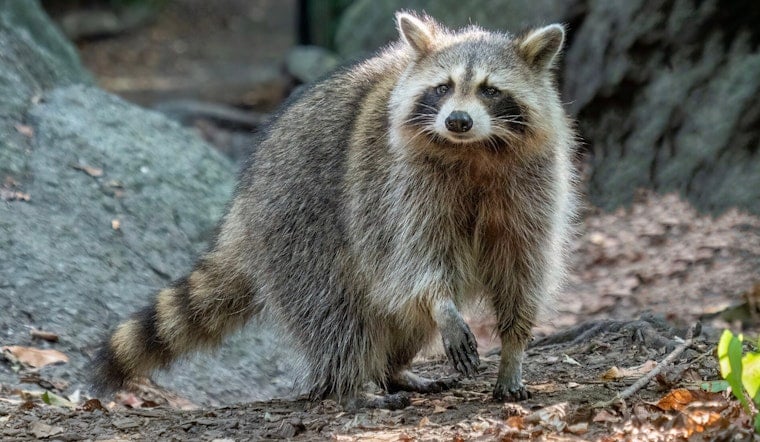 NYC Rabid Raccoon Cases Jump 57%, and Central Park Feeders Won't Stop