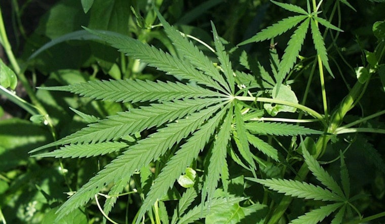 NYC Seniors Are Buying Record Amounts of Weed, and Most Just Want to Get High