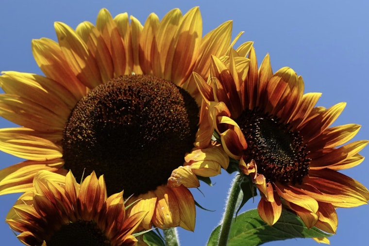 NYC's Rainiest August Fuels 11-Foot Sunflowers and Wild Weed Explosion