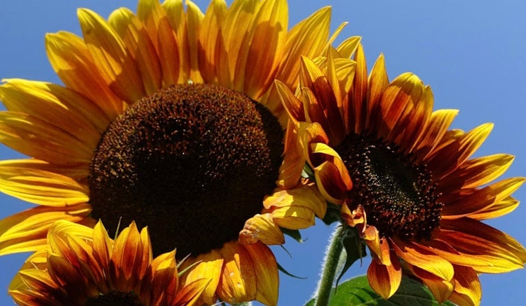NYC's Rainiest August Fuels 11-Foot Sunflowers and Wild Weed Explosion