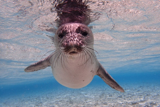 Oahu Monk Seal Mana Found Hooked and Dead, Fourth Loss This Year