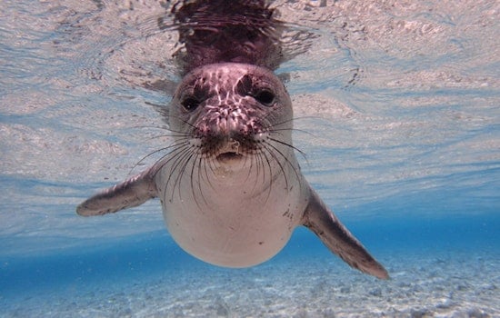 Oahu Monk Seal Mana Found Hooked and Dead, Fourth Loss This Year