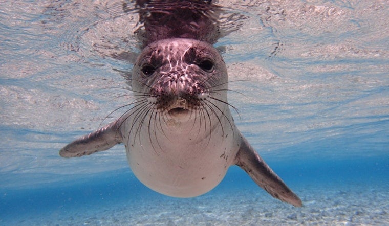 Oahu Monk Seal Mana Found Hooked and Dead, Fourth Loss This Year