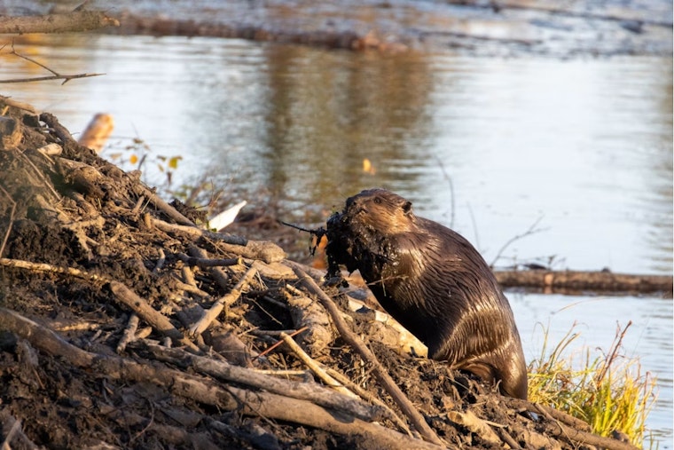 Oakland University Outwits Flooding Beavers With Michigan's First 'Beaver Deceiver'