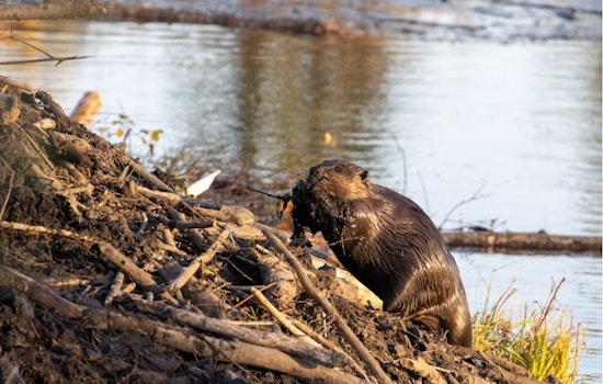 Oakland University Outwits Flooding Beavers With Michigan's First 'Beaver Deceiver'