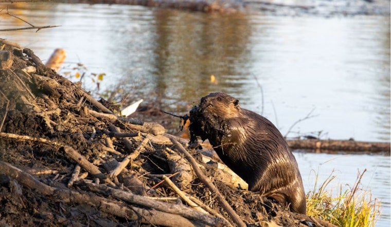 Oakland University Outwits Flooding Beavers With Michigan's First 'Beaver Deceiver'