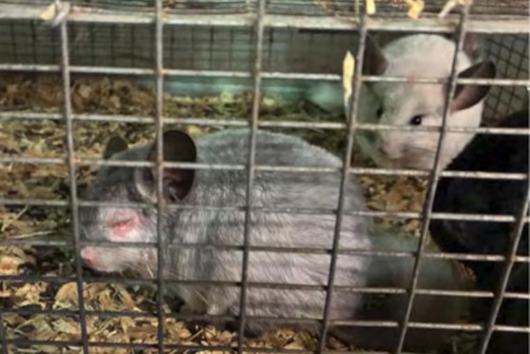 Ohio Chinchilla Breeder Sued by Feds Over 1,100 Animals in Squalid Conditions