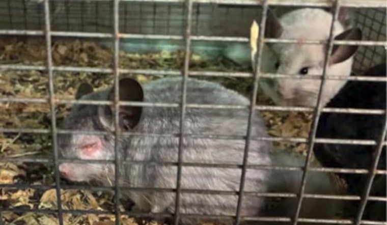 Ohio Chinchilla Breeder Sued by Feds Over 1,100 Animals in Squalid Conditions