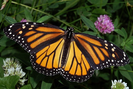 OKC Zoo and Red Coyote's Night Run Aims to Save Vanishing Monarchs