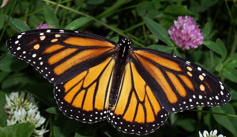 OKC Zoo and Red Coyote's Night Run Aims to Save Vanishing Monarchs