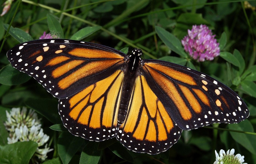 OKC Zoo and Red Coyote's Night Run Aims to Save Vanishing Monarchs