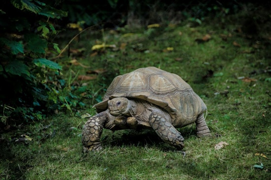 Old Louisville Snapping Turtle Report Turns Out to Be a Large Tortoise