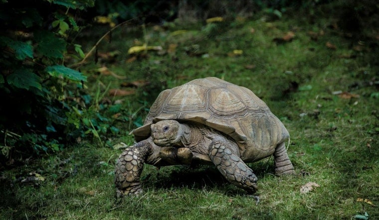 Old Louisville Snapping Turtle Report Turns Out to Be a Large Tortoise
