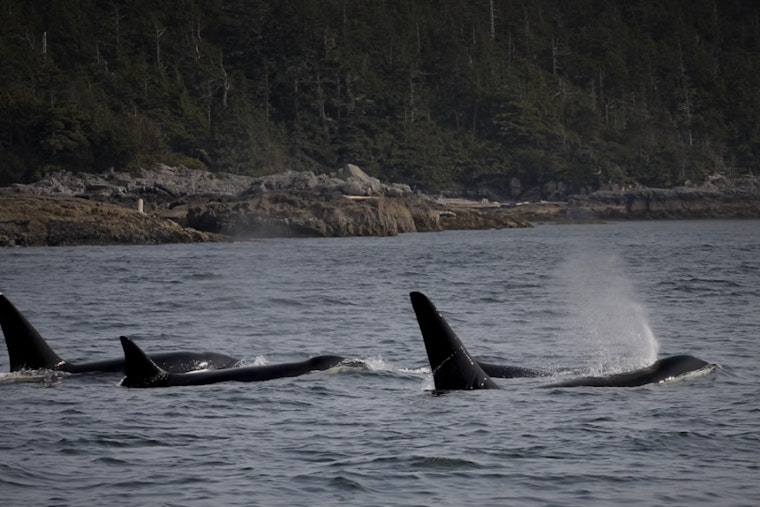 Orcas Spotted Cruising Past Colman Pool, Lincoln Park in West Seattle