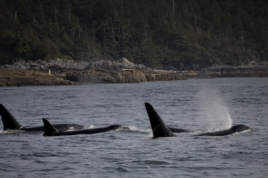Orcas Spotted Cruising Past Colman Pool, Lincoln Park in West Seattle