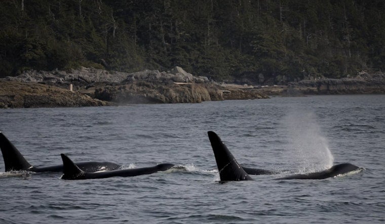 Orcas Spotted Cruising Past Colman Pool, Lincoln Park in West Seattle