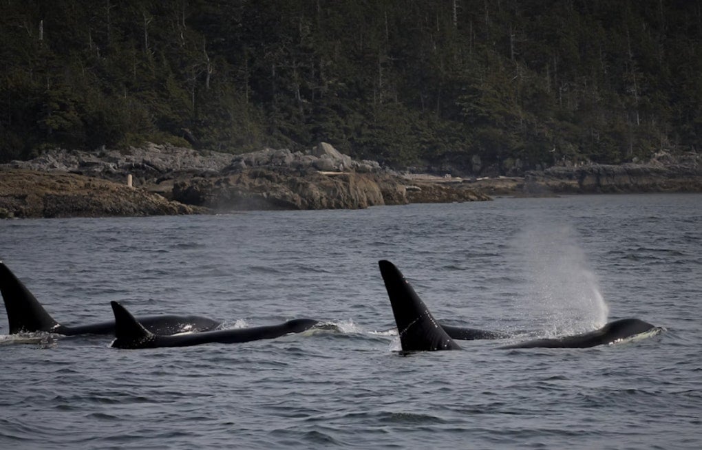 Orcas Spotted Cruising Past Colman Pool, Lincoln Park in West Seattle
