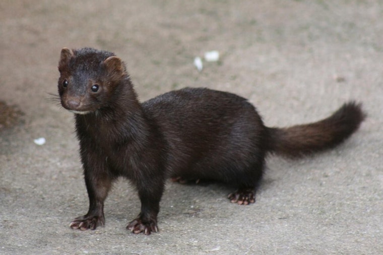 Oregon Mink Farm Break-In Frees 1,500 Animals, Activist Warns of More Before Fall