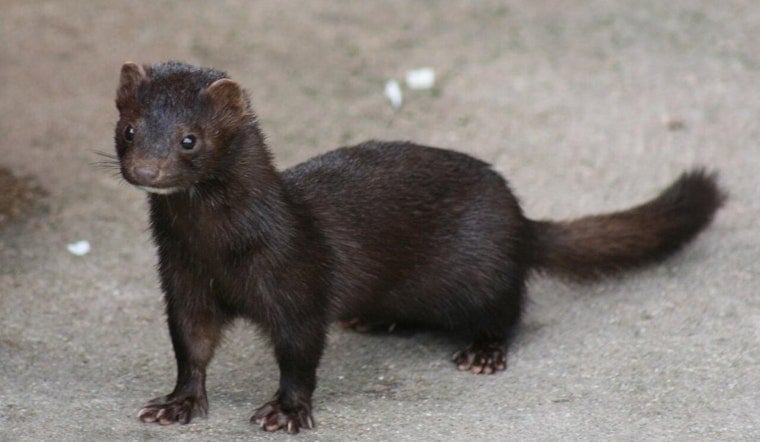 Oregon Mink Farm Break-In Frees 1,500 Animals, Activist Warns of More Before Fall