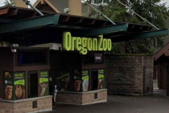 Oregon Zoo Raises 15 Endangered Turtle Hatchlings Rescued From Columbia Gorge