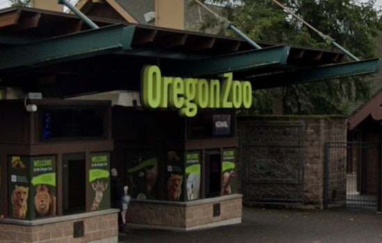 Oregon Zoo Raises 15 Endangered Turtle Hatchlings Rescued From Columbia Gorge