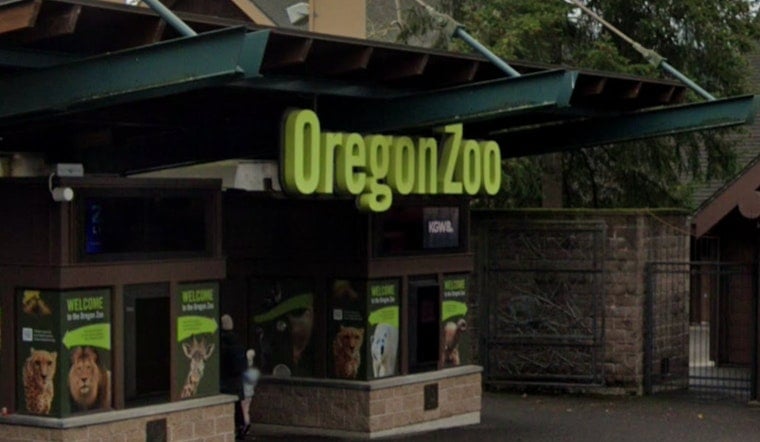 Oregon Zoo Raises 15 Endangered Turtle Hatchlings Rescued From Columbia Gorge