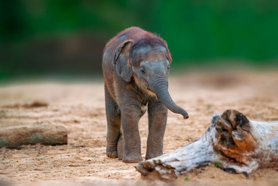 Oregon Zoo's Baby Elephant Tula-Tu Gets Vaccine Built to Beat a Deadly Virus