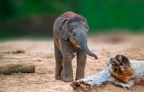 Oregon Zoo's Baby Elephant Tula-Tu Gets Vaccine Built to Beat a Deadly Virus