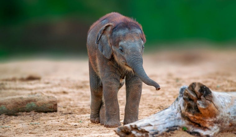 Oregon Zoo's Baby Elephant Tula-Tu Gets Vaccine Built to Beat a Deadly Virus